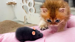 The most dangerous kitten in the world is preparing to catch his first mouse