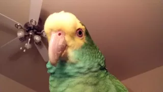 The many sounds of Lily, an amazon parrot