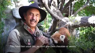 Zoo animals hunt for Easter eggs in Chile