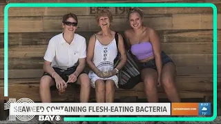Seaweed containing deadly flesh-eating bacteria found at some Florida beaches