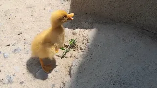 🐤😥The duckling got  lost for a minute #babyanimals #cute   #funny #pets #Kyrgyzstan