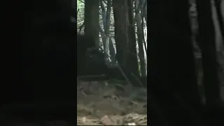 DISTURBING BIGFOOT FOOTAGE