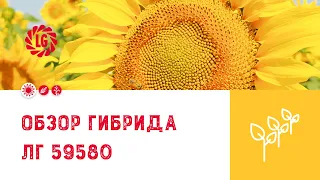 Обзор гибрида ЛГ 59580 / Гибрид подсолнечника ЛГ 59580