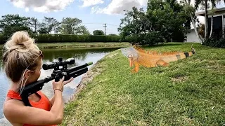 High Tech Air Rifles vs Giant Invasive Iguanas (Catch & Feed)