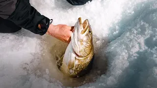 BIG Bait = BIG Bite (Lake Trout + Perch Combo)