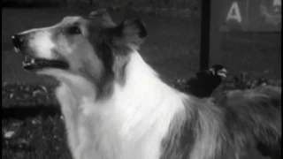 Lassie - Episode #371 - "Stranger in the Woods" - Season 11, Ep. 19 - 1/24/1965,