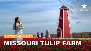 See More Than a Million Tulips Blooming on Missouri Farm This Spring