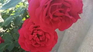 Плетистые розы Ода сьез, Флорентина, Антик, это самые быстро растущие  розы.