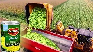 How Factories MAKE SWEET CORN in CANS | How Thousands of TONS of CORN are HARVESTED