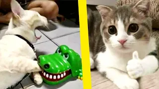 Cats cute and funny Videos Compilation Cutest moment of the animals | Animaly 89