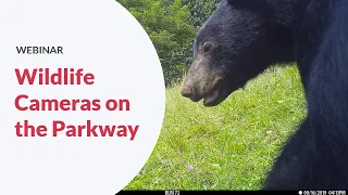 Wildlife Cameras on the Blue Ridge Parkway