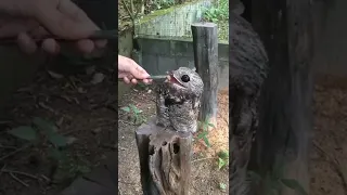 Potoo Bird | this is the difference type of Bird | ghost bird | Potoo #potoo #birds #shorts