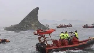 GRABE! NAAKTUHAN NILA ANG PINAKAMALAKING PATING SA KARAGATAN  || 10 Biggest Shark Ever Caught