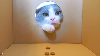 Cats vs Shrinking Hole | Compilation