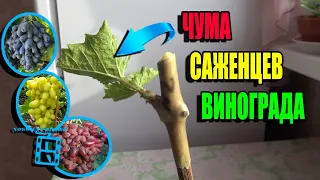 БОЛЕЗНЬ, КОТОРАЯ УНИЧТОЖАЕТ САЖЕНЦЫ ВИНОГРАДА. СЕВЕРНЫЙ ВИНОГРАДНИК 23-10