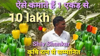 शिमला मिर्च की खेती कैसे करें? Yellow And Red Capsicum Farming