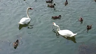 Лебеди плавают и дерутся с утками в Ужгороде