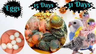 BUDGIE GROWTH STAGES | First 31 Days of Babies Timelapse , Until the chicks leave the nest and live