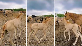 Cute Baby horse 🐴 Finding Her Mother! (Adorable Baby Horse Gets Lost)