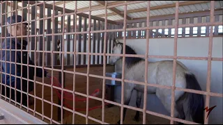 Halter Breaking Wild Yearlings | Apache's Vintage Smoke