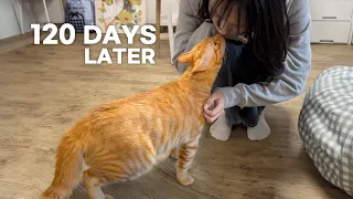 Rescued Cat Reunites With Rescuer After 4 Months | Emotional Reaction
