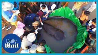 World Record 600 pound giant stingray found in Cambodian Mekong River