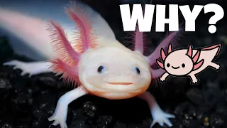 Why Axolotls Are Endangered (and How You Can Help)