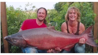 World's Biggest King Salmon Ever Caught
