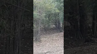 300 KG Tiger Crossing Road In Bandhavgarh