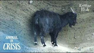 A Pregnant Goat Is Stuck In The Middle Of A Cliff Unable To Move | Animal in Crisis EP80