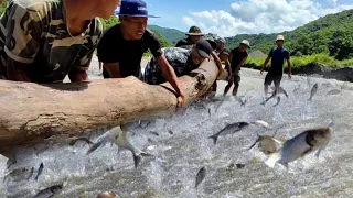 Villagers fishing with traditional methods at river, Nagaland village life @nagalocalproduction