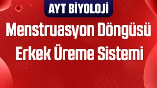 30) Menstruasyon Döngüsü , Erkek Üreme Sistemi