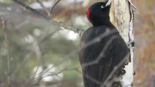 Самый крупный дятел в России - Желна, black woodpecker