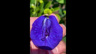 Learn to Make Blue Salt with Butterfly Pea Flowers