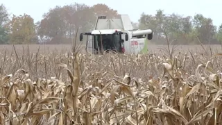 Kukurica 2016 *INTRO* CLAAS+OROS CORNADO / Corn harvest 2016