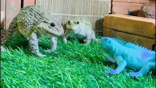 Bullfrog vs lizard 🦎 what will happen? Screaming frogs