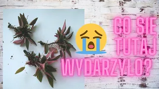 Maranta Lemon Lime zwinęła się a Peperomia wypadła z doniczki.. 😪 CO ZROBIĆ ŻEBY WYJŚĆ Z OPRESJI?!