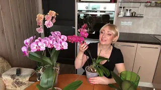 Полив орхидей!как поливать орхидеи после пересадки