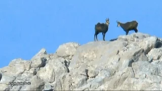 Chamois | Mountain Wildlife (Divokoze) Velebit