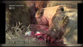 Lions kill a warthog - sensitive viewing