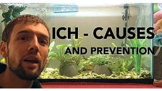 How to prevent Ich (Ick) in an Aquarium - 4 easy steps