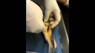 Biology Lab Perch Dissection