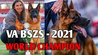 GERMAN SHEPHERD STOCK HAIR || VA BSZS 2021 || SIEGER SHOW 2021 || SIEGER 2021