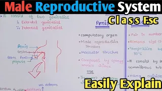 Male Reproductive System Structure | Spermatogenesis | Class 12 Biology