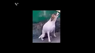 Dog dancing to Samsung alarm (also make this a meme)