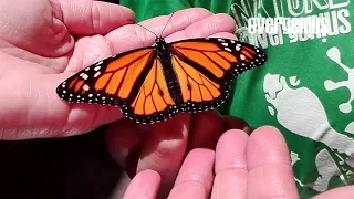 Transformación de un oruga en crisálida a mariposa Monarca. Increíble...