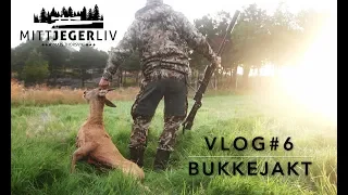 Mitt Jegerliv - VLOG#6 - Bukkejakt med Kristian Laugen / Calling Roebucks With Kristian Laugen.