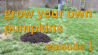 How to Start Your Own Backyard Pumpkin Patch - Summer 2017 - Episode 1