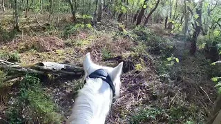 Walking my dog and horse together