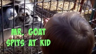 Funny Video Clip - Goat Spits at Kid